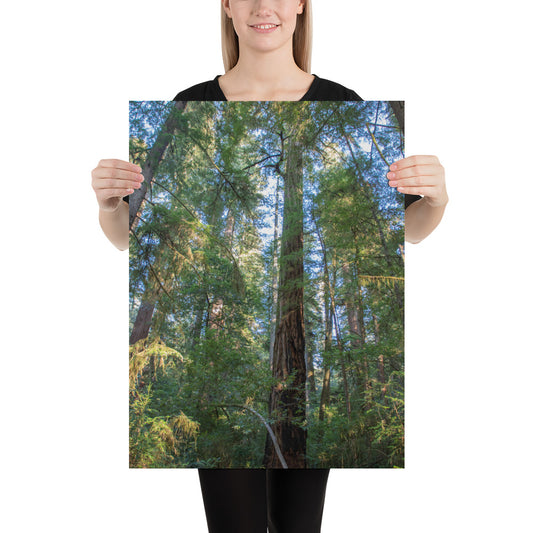 Redwoods Forest Poster - Majestic California Giants Surrounded by Pristine Wilderness